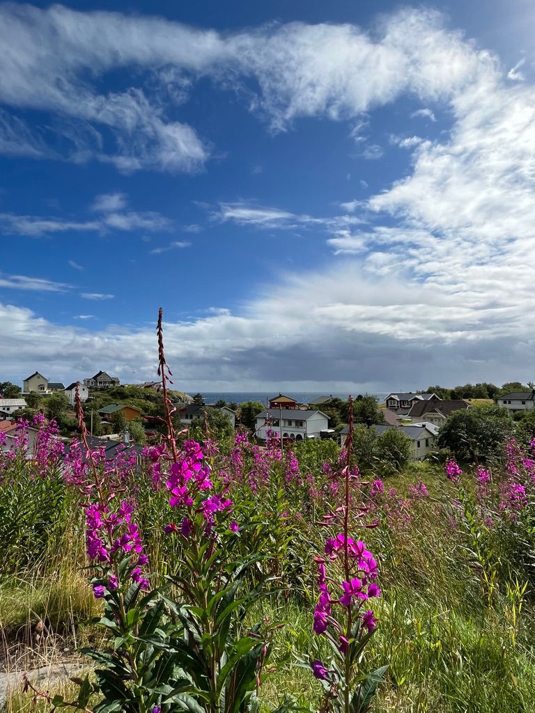 Fleurs et ville de A aux Lofoten