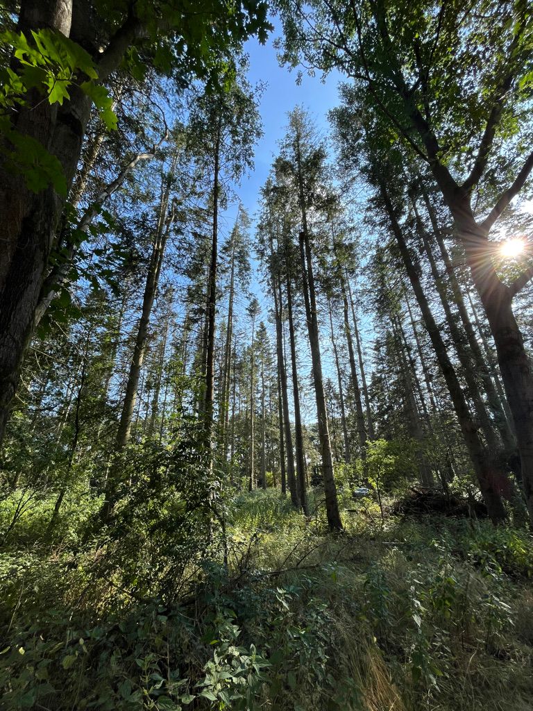 Une forêt en Allemagne