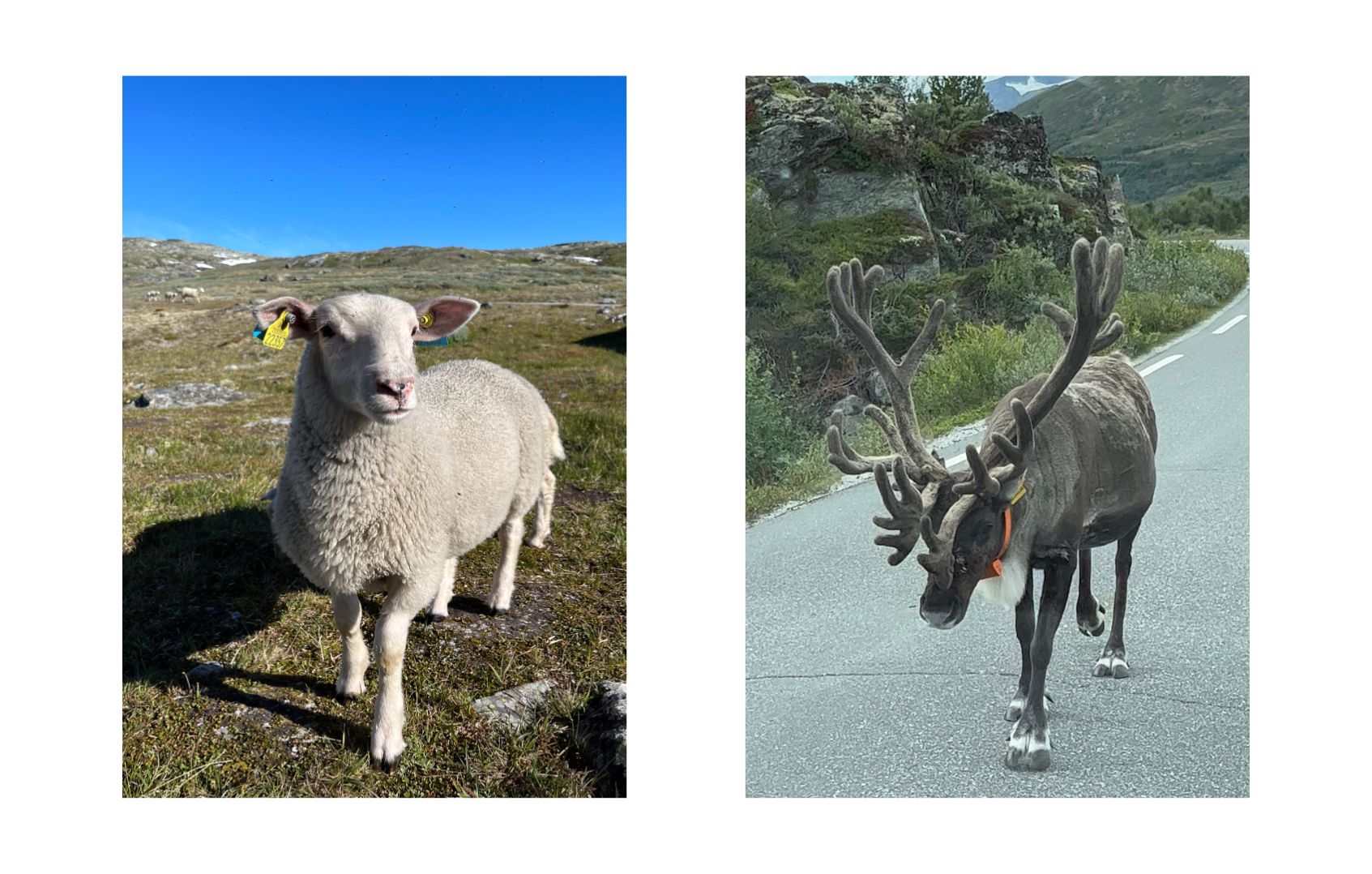 un mouton et un rêne en Norvège