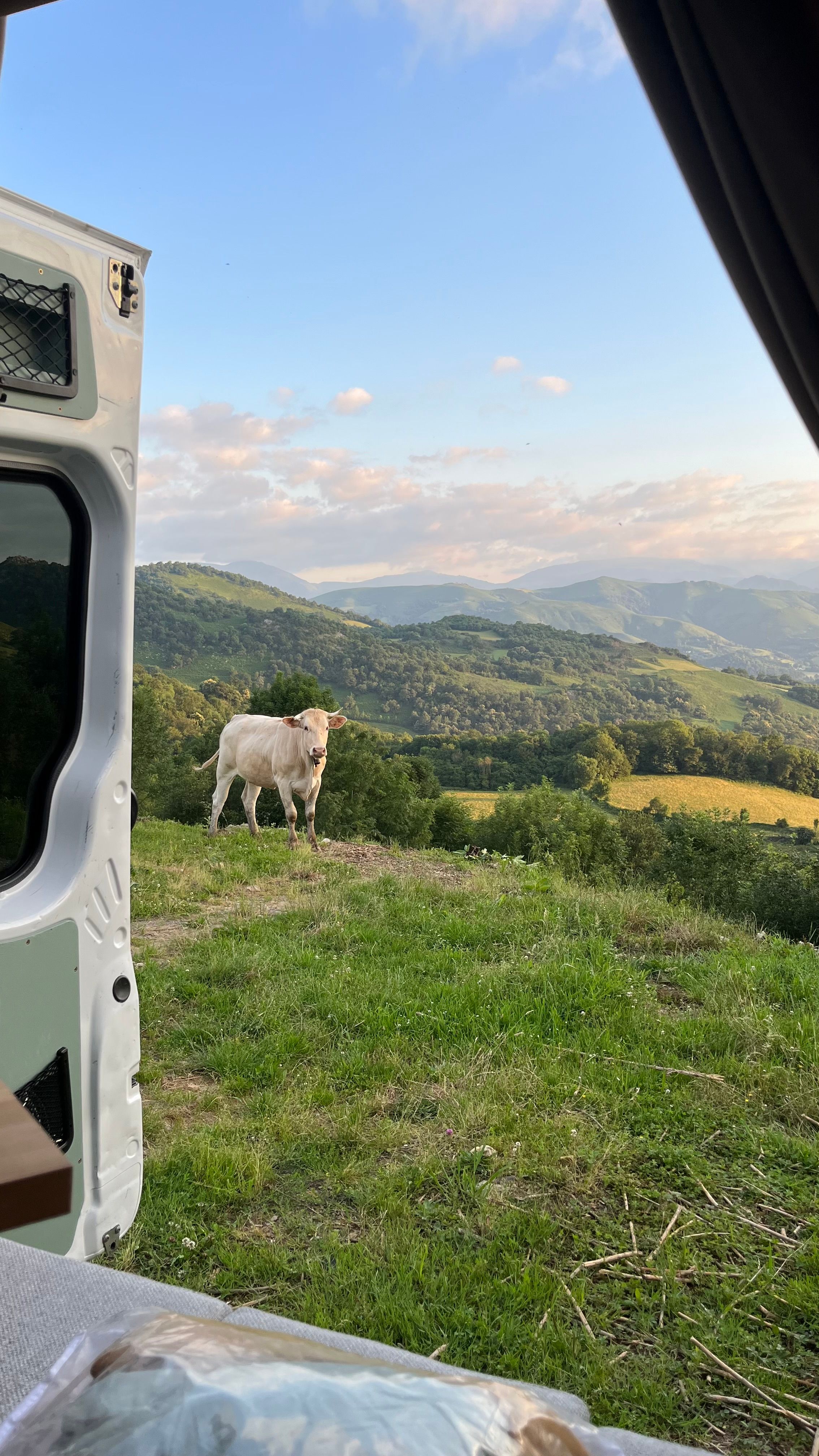 Une vache depuis la fenêtre d'un van dans les Pyrénées