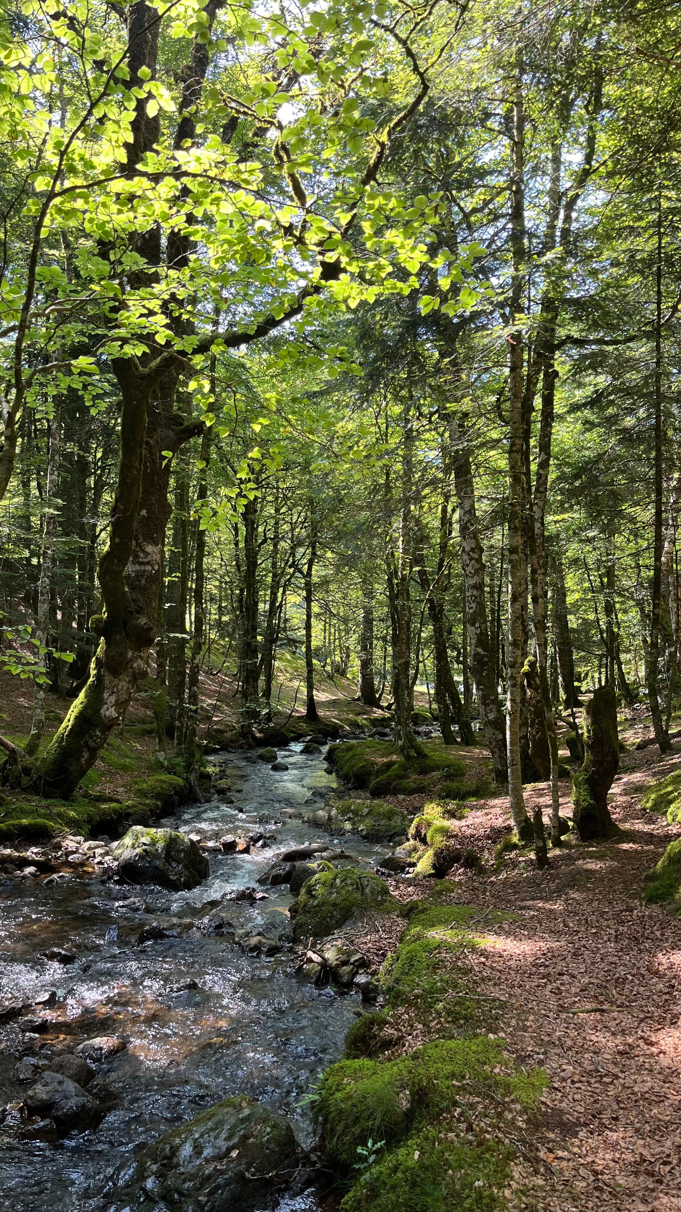 La forêt d'Iraty avec un cours d'eau au milieu