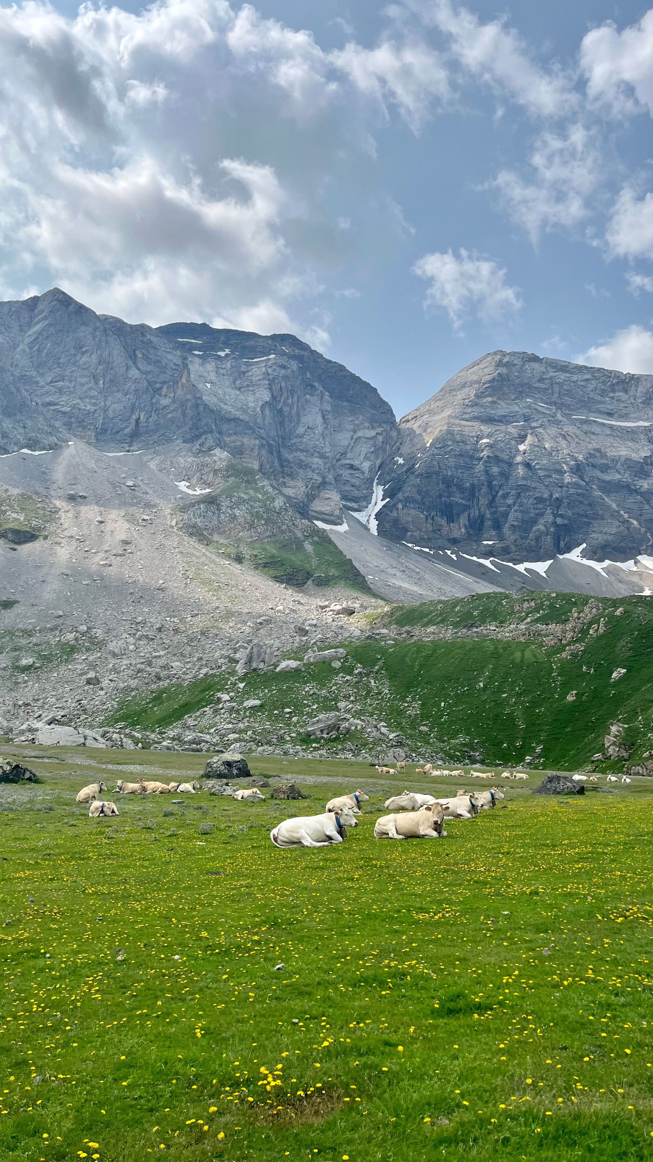 Des vaches, en liberté dans le Cirque de Troumouse