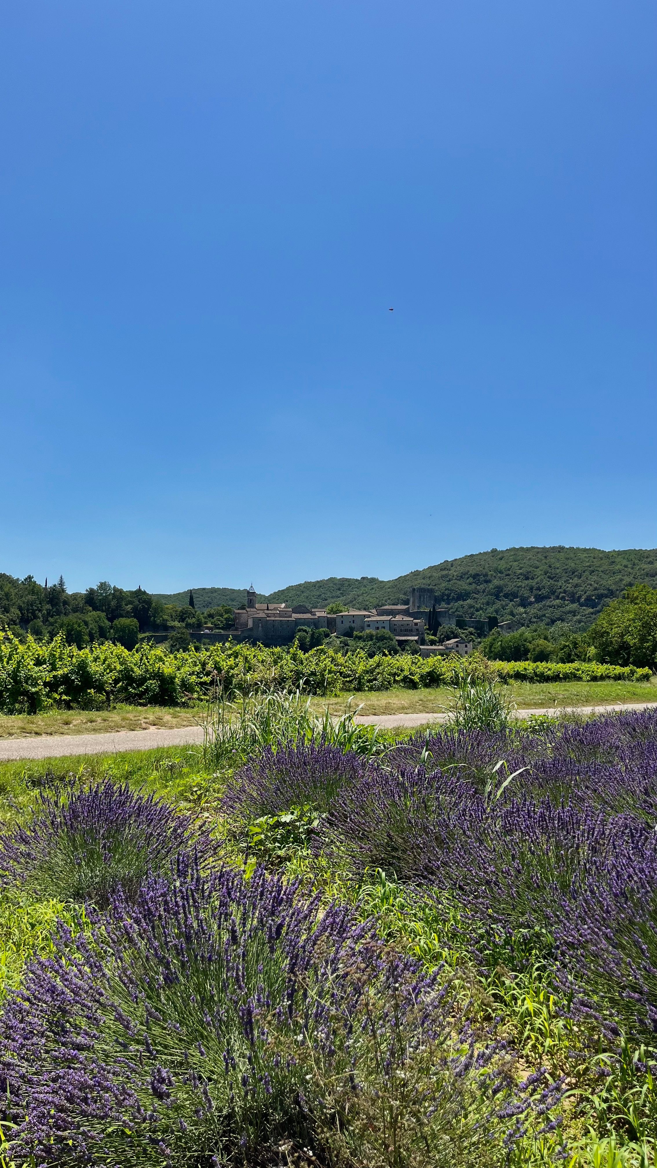 Un champ de lavande avec au fond le village de Montclus