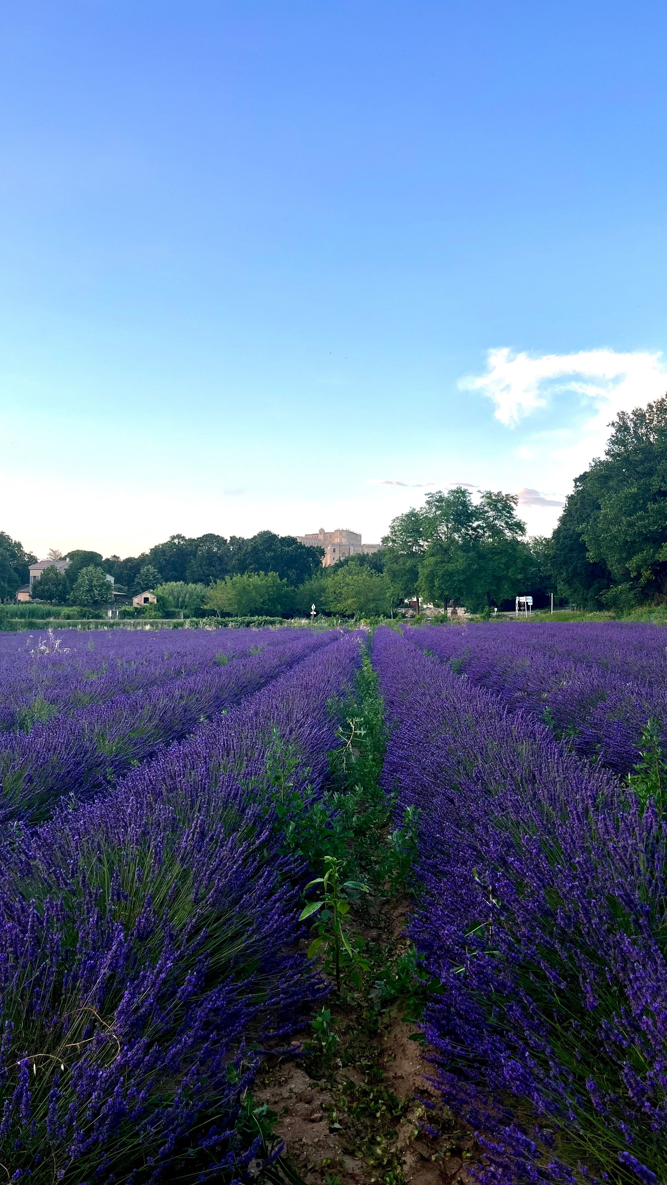 Des champs de lavande au coucher du soleil avec en fond le château de Grignan