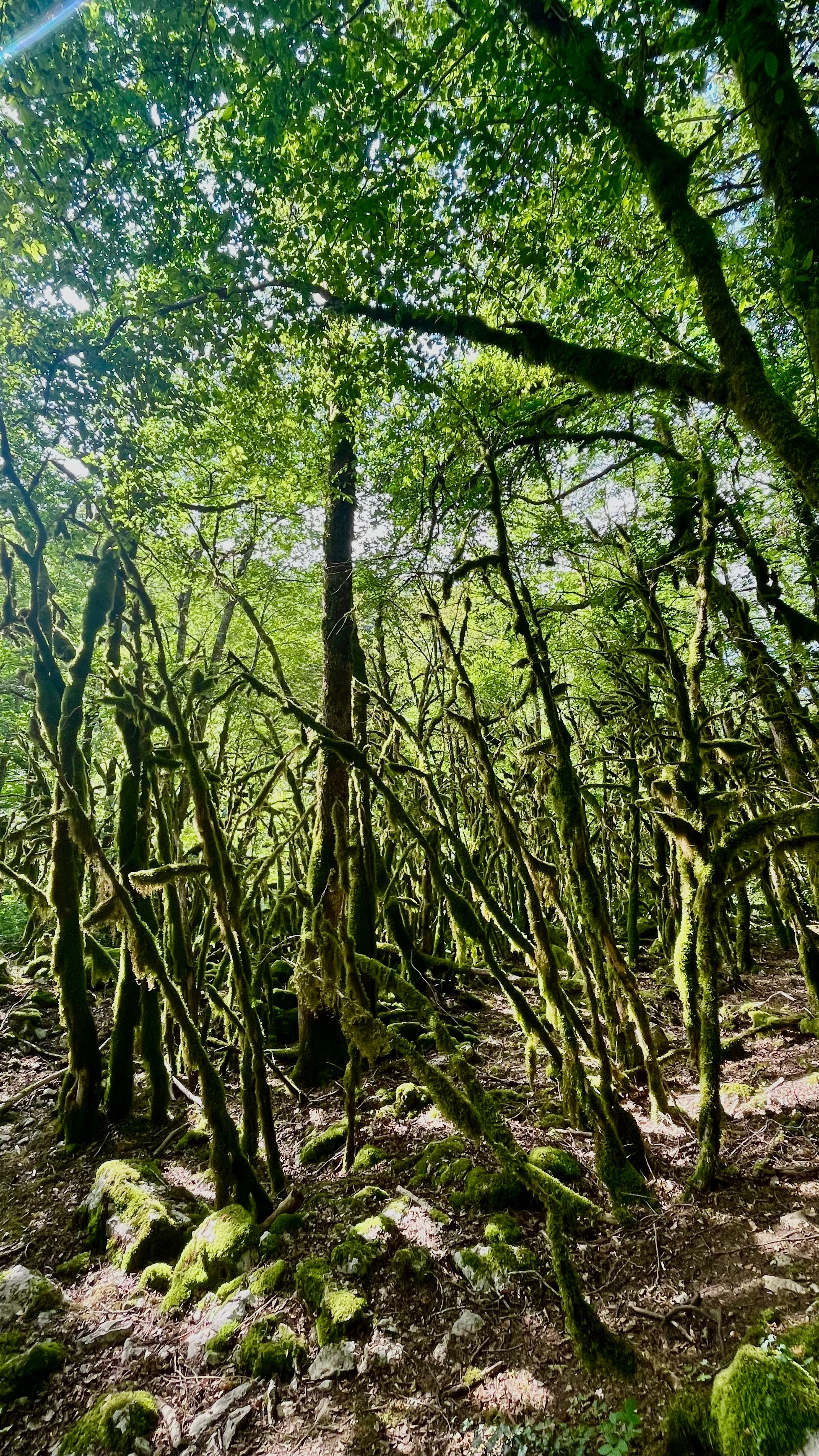 Des arbres remplis de mousse dans la forêt de la Valserine