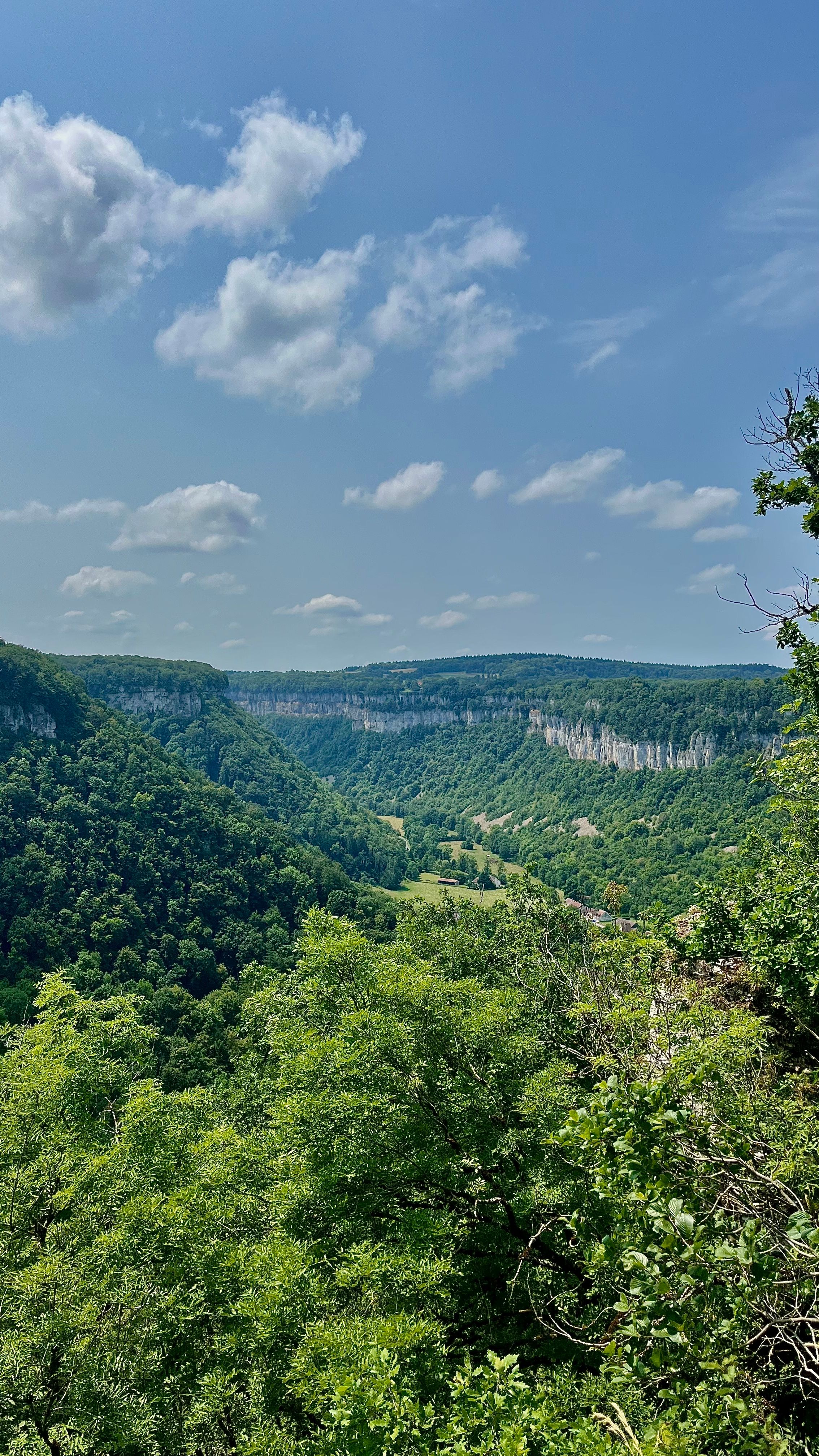 Un canyon avec des roches calcaires et des arbres