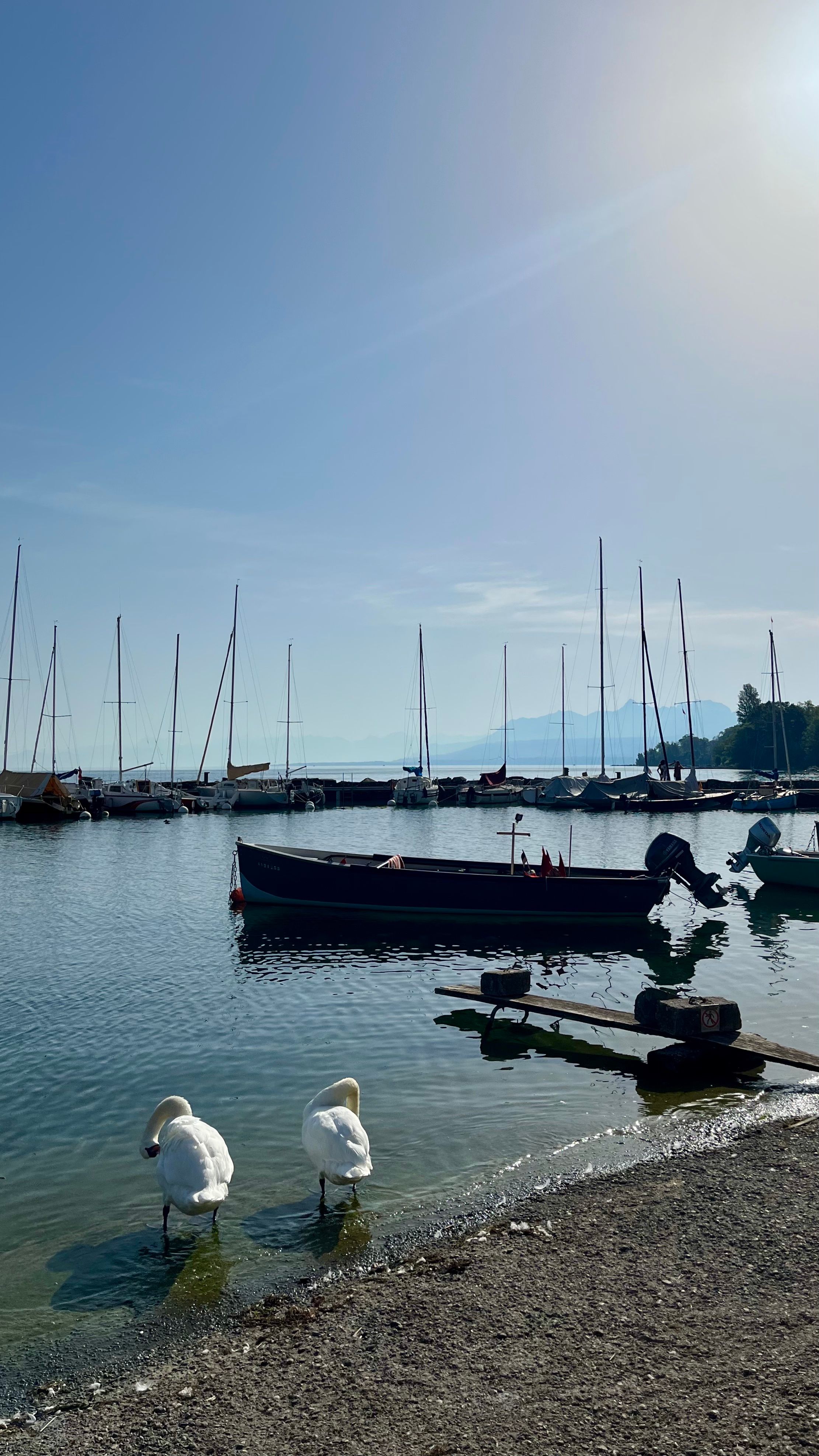 Une vue du lac léman depuis le village d'Yvoire avec des cygnes en premier plan