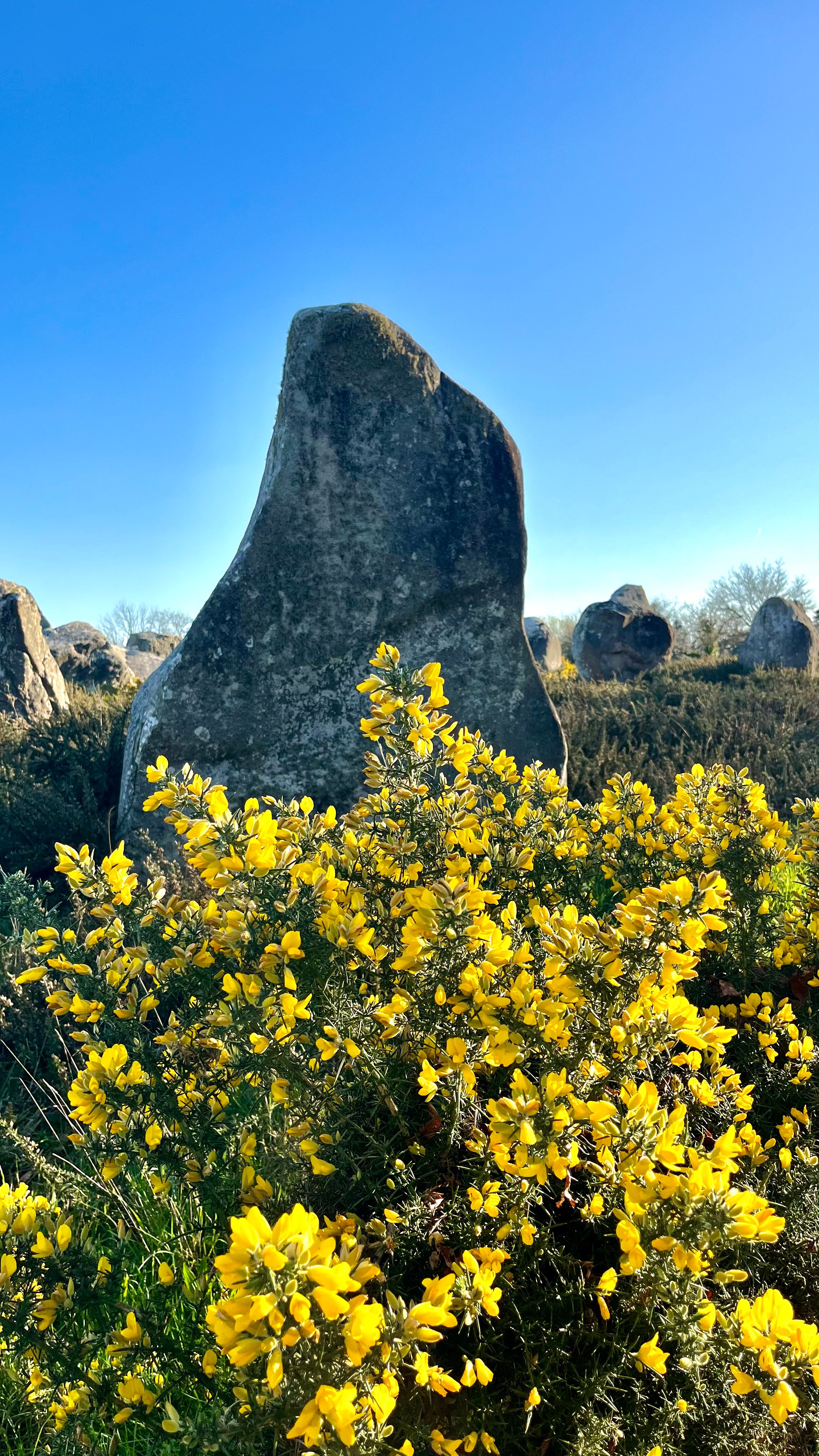 Les alignements de Carnac en Bretagne avec des gênets au premier plan