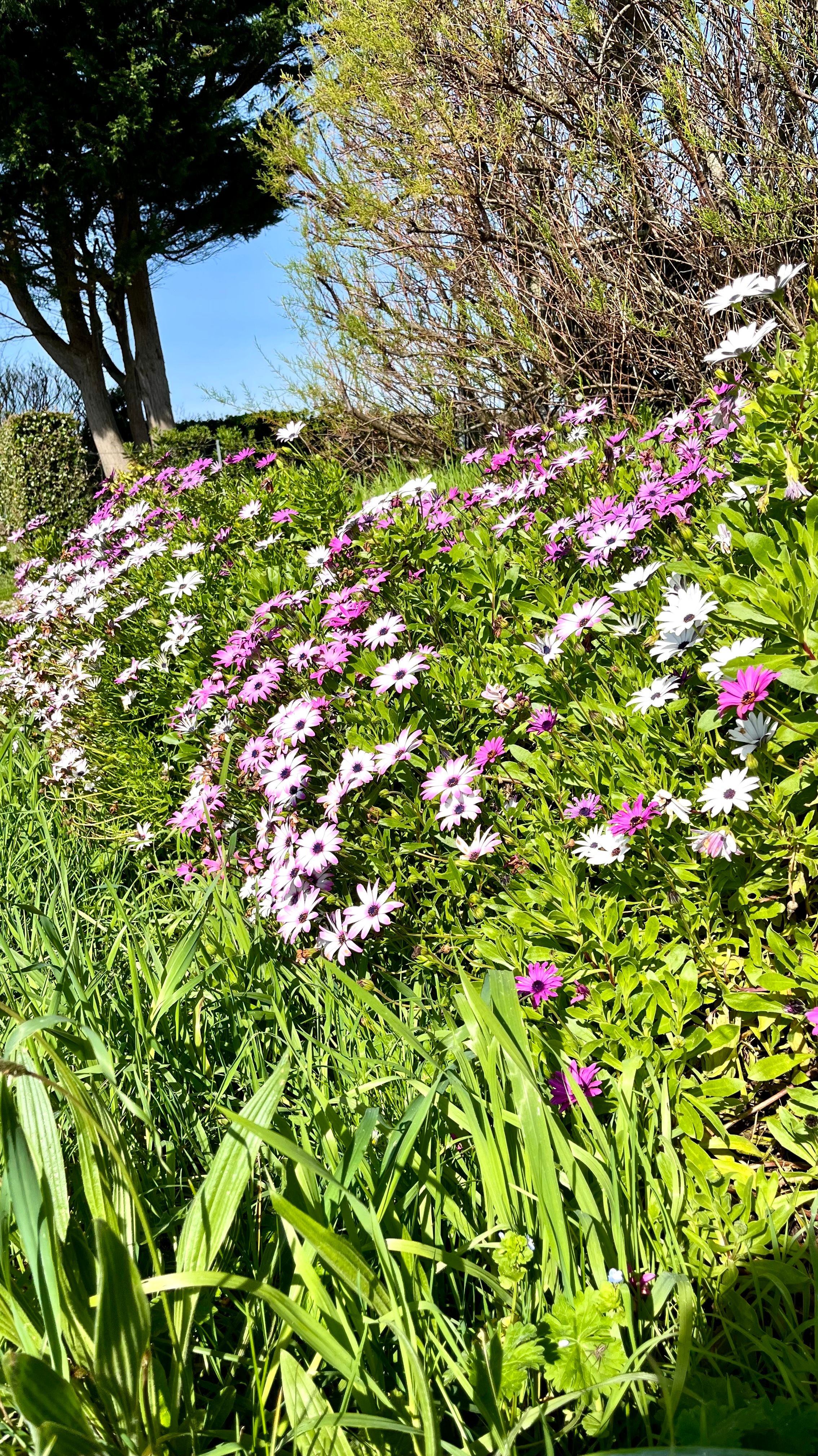 Fleurs roses au milieu d'une route à Belle-Île en Mer