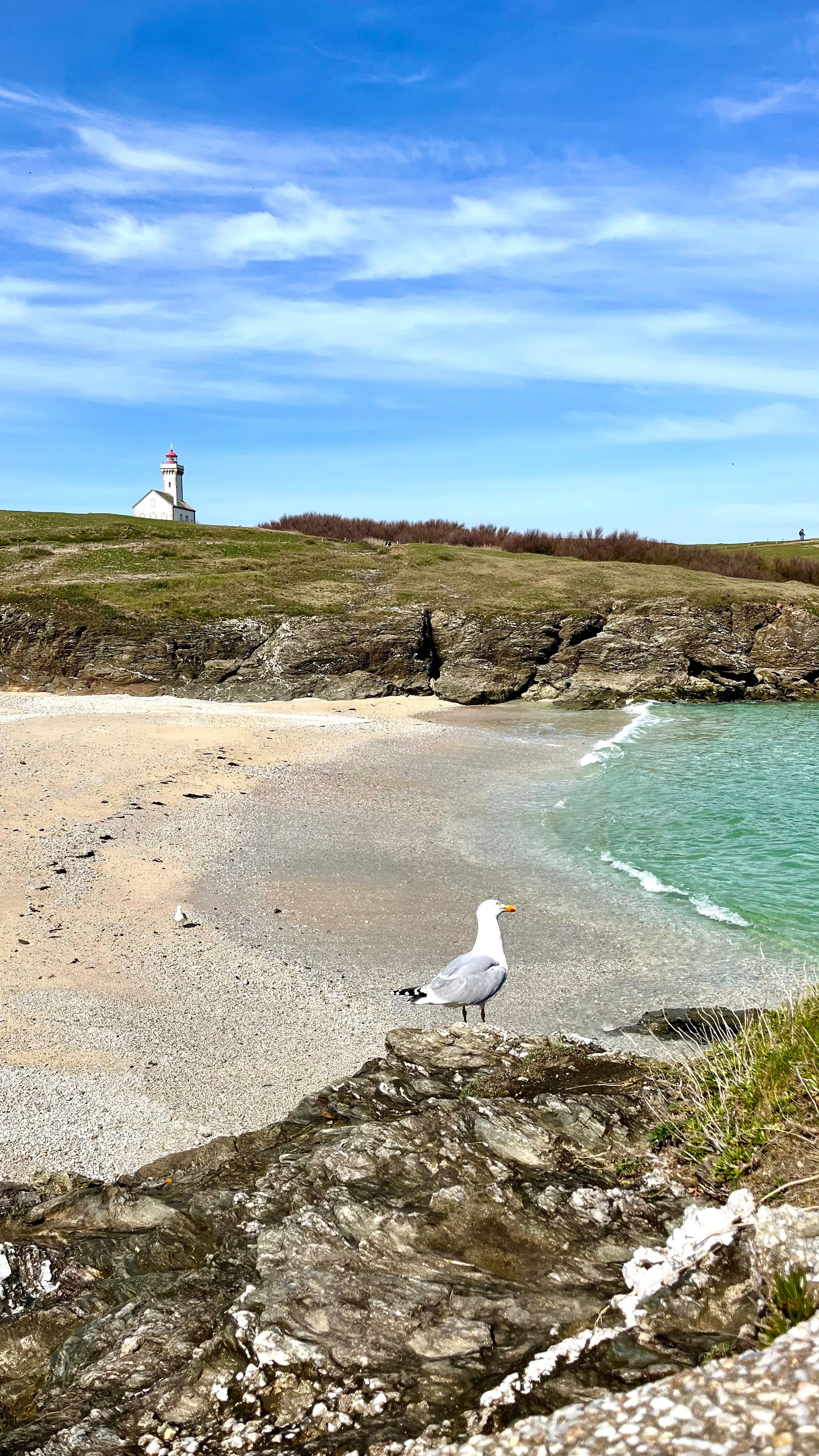 Une mouette au premier plan et le phare de la pointe des poulains à Belle-Île en Mer