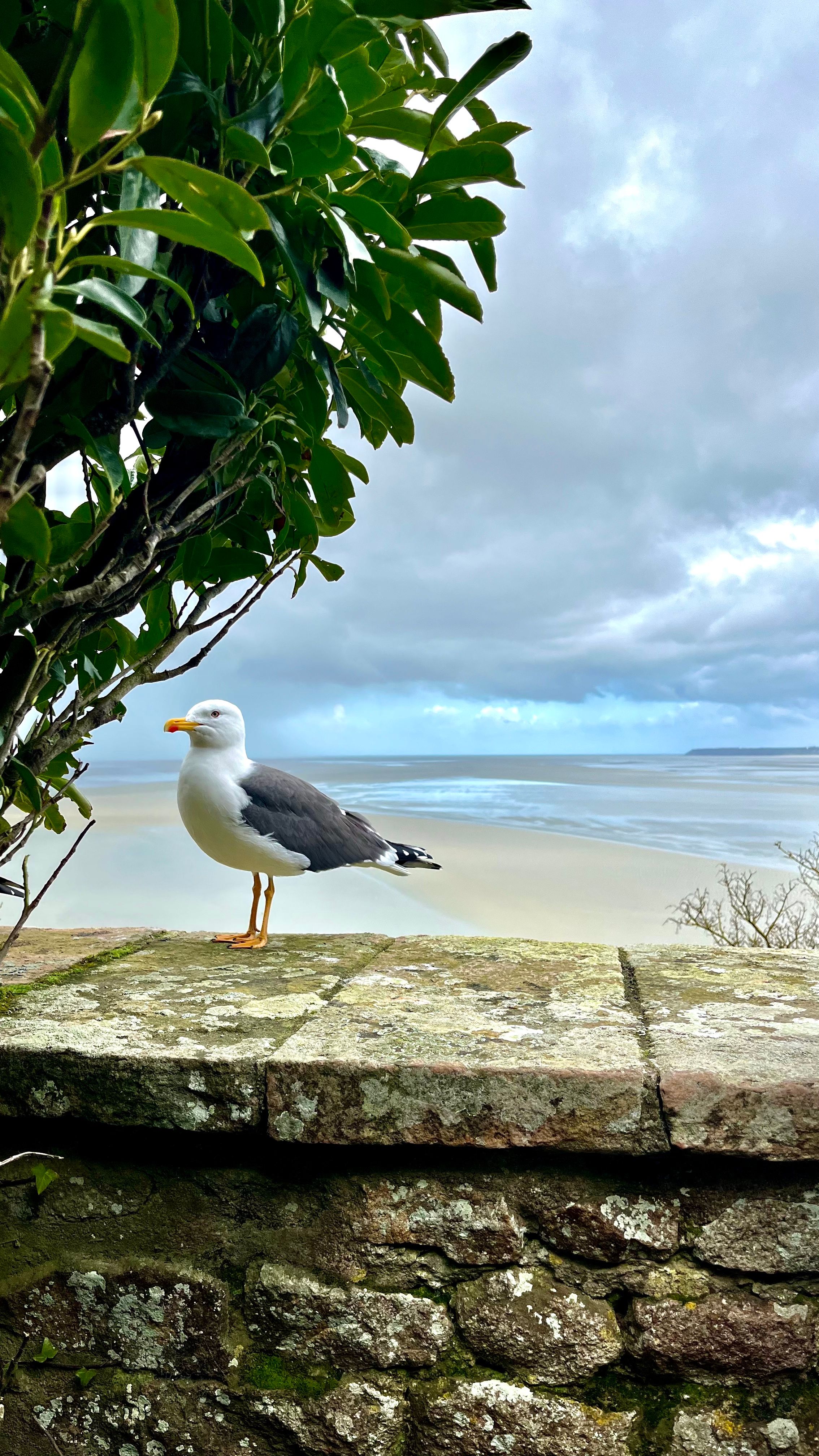 Une mouette sur les remparts du Mont St Michel