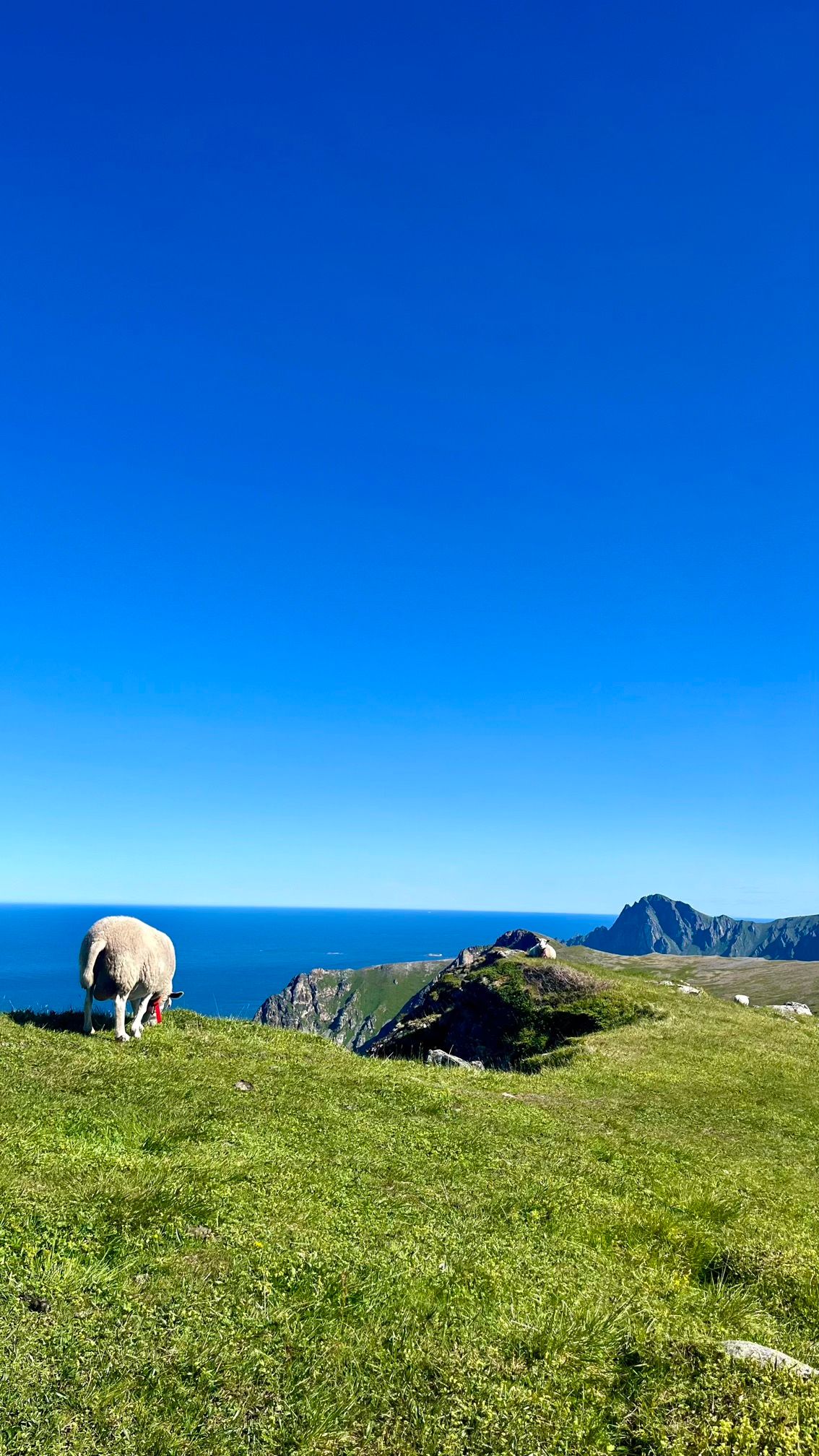 Un mouton en haut de la randonnée de Måtind sur l'île d'Andøya en Norvège