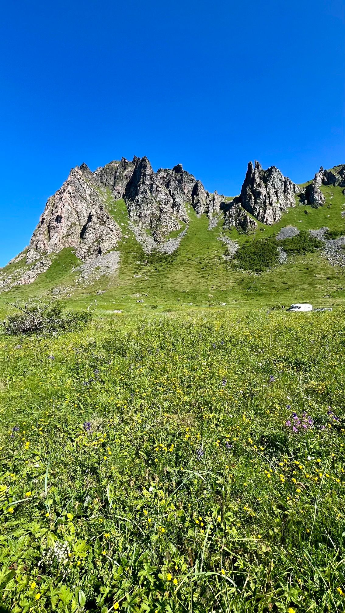 Un parterre de fleurs devant des montagnes sur l'île d'Andøya en Norvège