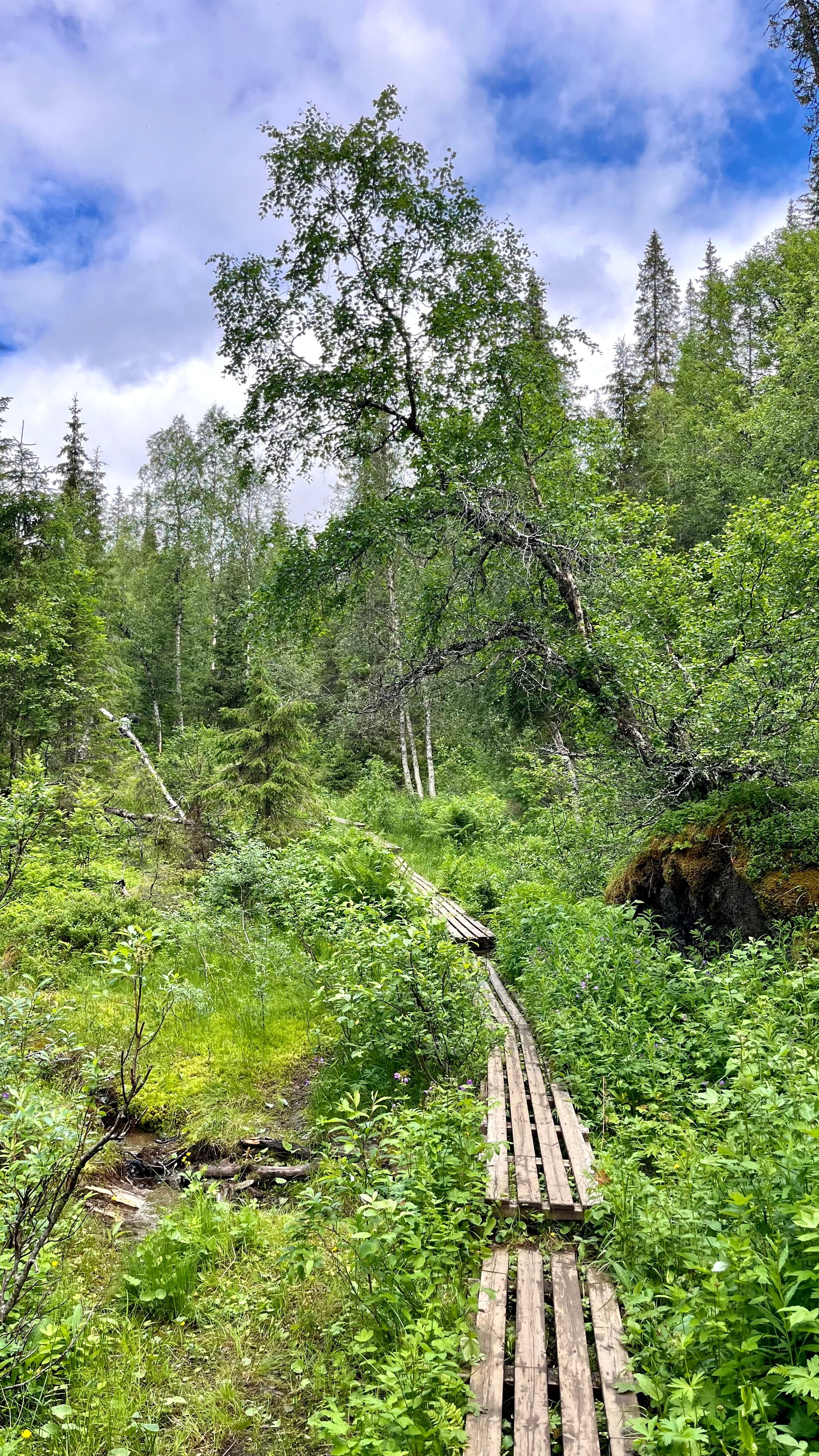 Le chemin de randonnée de Marmorslottet avec des passerelles en bois