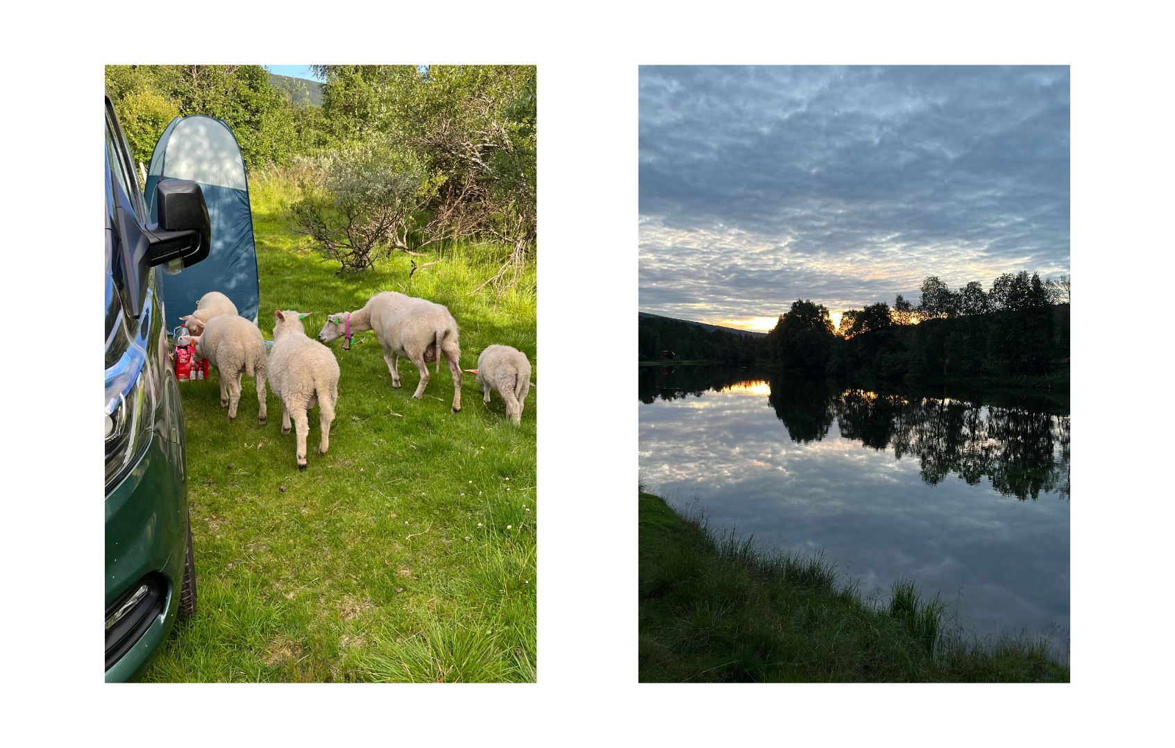 Spot nature en Norvège avec des moutons