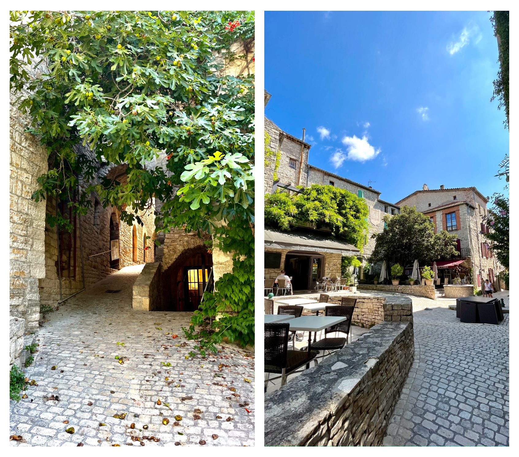 Une rue avec un figuier et la place de Vézénobres